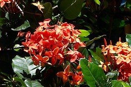 紅色,鮮花,束