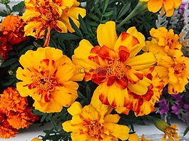 鮮花,自然,花