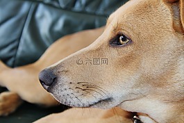狗,動物肖像,簡介