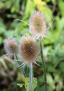 薊,尖尖,植物