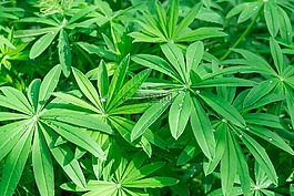 葉子,鮮花,羅莎