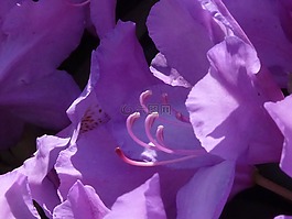 杜鵑,開花,春天