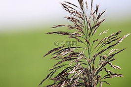 草,種子,花