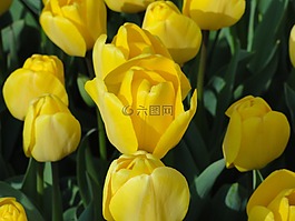 鮮花,郁金香,黃色