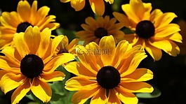 太陽花,性質(zhì),開花