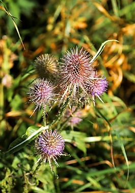 薊,尖尖,植物
