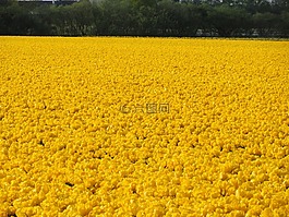 花场,黄色,郁金香