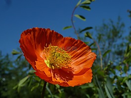 eschscholzia 夜蛾,橙,mohngewaechs
