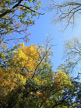 天空,樹,林冠