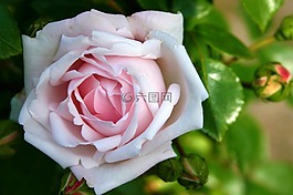玫瑰,花,自然