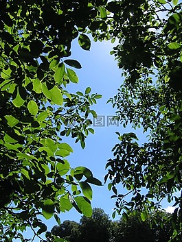 核桃,樹,林冠
