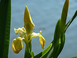荷花,銀行,百合