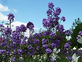 紫,春天的花朵,鮮花