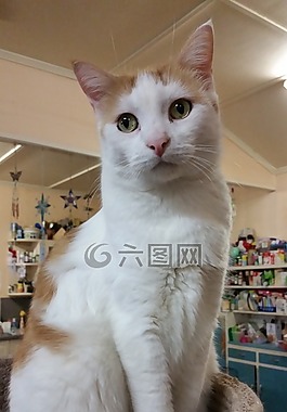 貓,貓的,動(dòng)物