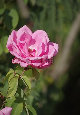 粉色,鮮花,花園