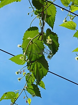 葉子,開花,花