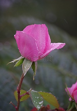 粉色,鮮花,花園