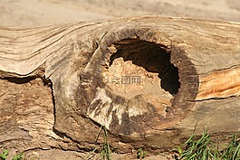 性質(zhì),行李箱,樹