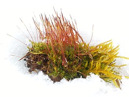 苔,雪,鱼