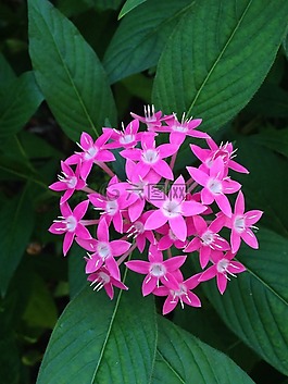 花,葉子,植物