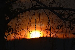 日落,枝杈,樹