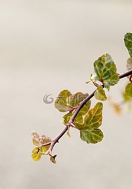 枝杈,自然,植物