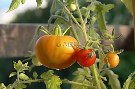西紅柿,紅色,黃色