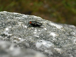 飛,性質(zhì),細(xì)節(jié)