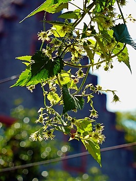 葉子,開花,花