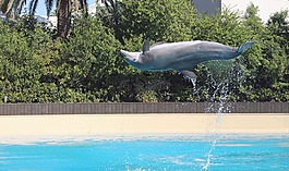 海豚,海,動物