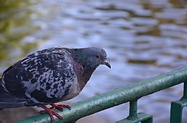 鴿子,鳥,特寫
