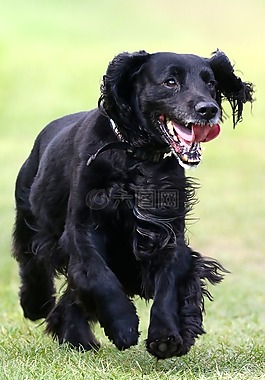 可卡,快樂的狗,史賓格犬