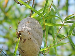 性質(zhì),葉,戶外活動(dòng)