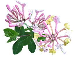 金銀花,粉紅色,香水