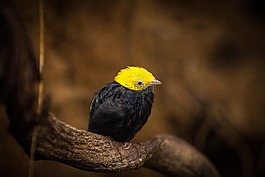 動物,鳥,美麗