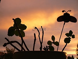 花,天空,黎明