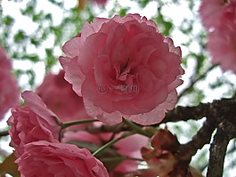 日本櫻花,櫻花,春天
