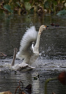 動物,池塘,水邊
