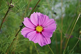 花,宏,特寫(xiě)