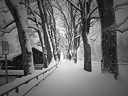 冬天,雪,寒冬