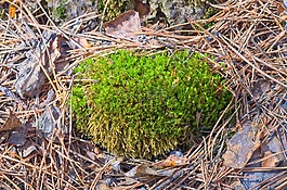 春天,moss,刺猬