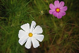 花,宏,特寫(xiě)
