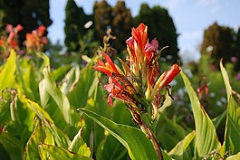 花,宏,特寫(xiě)