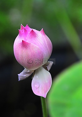 花,大自然,植物