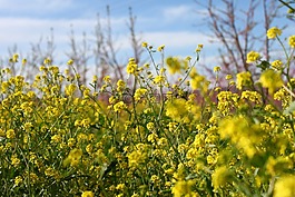 鮮花,黃色,野生