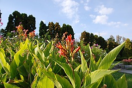 花,宏,特寫(xiě)