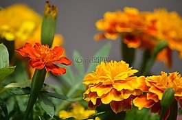 金盏花,鲜花,一年生草本