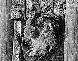 猴子,動(dòng)物園,動(dòng)物