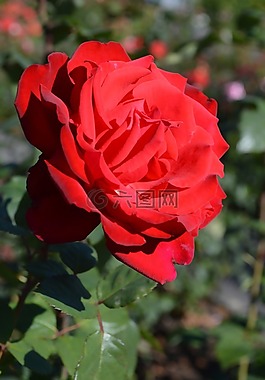 開花,花,玫瑰