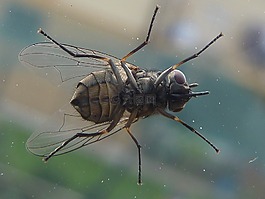 昆蟲,莫斯科,飛